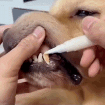 FurrySmile™ - Cepillo Dental Para Perros Y Gatos